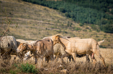 flock of sheep eating behind a wire fence in the field