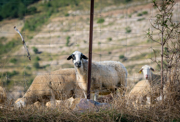 Closeup view of the hands of an old man cutting grape brunches from a grapevine tree with a scissor
