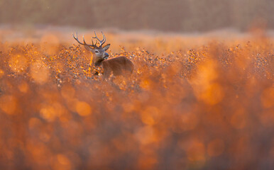 RED DEER - CIERVO COMUN O ROJO (Cervus elaphus)