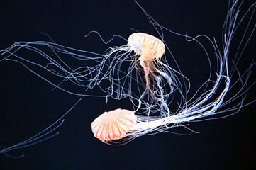 水中をふわふわ漂う美しいアカクラゲ達