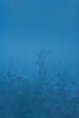 RED DEER - CIERVO COMUN O ROJO (Cervus elaphus)
