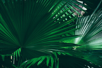 tropical palm leaf, dark green foliage, nature background
