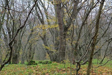 Forest in late autumn in the vicinity of Varna (Bulgaria)