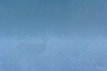 RED DEER - CIERVO COMUN O ROJO (Cervus elaphus)