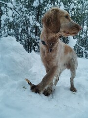 dog in snow