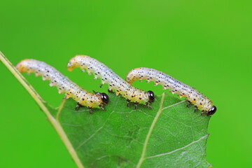 Sawfly larvae nibble on green leaves, North China