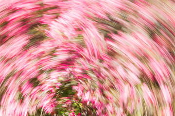 Artsy swirl motion blurred pink flowers.