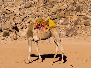 Camel merging with the colors of  Wadi Rum desert, Jordan.