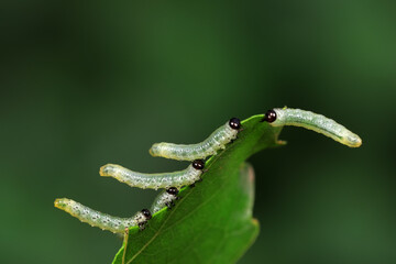 Sawfly larvae nibble on green leaves, North China