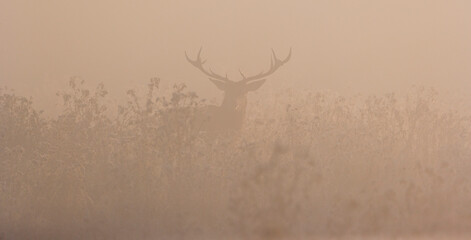 RED DEER - CIERVO COMUN (Cervus elaphus)