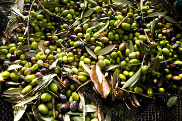 olives on a net for the harvest