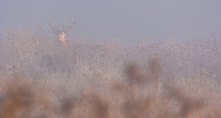 RED DEER - CIERVO COMUN (Cervus elaphus)