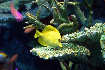 おちょぼ口が可愛い小さなキイロハギの泳ぐ姿