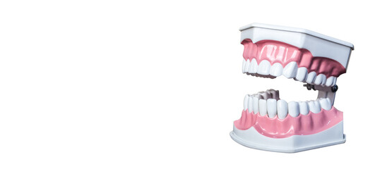 Teeth model opening mouth on white background with copy space and clipping path.