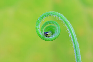 Sawfly larvae on the vine