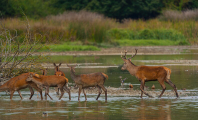 Obraz premium RED DEER - CIERVO COMUN O ROJO (Cervus elaphus)