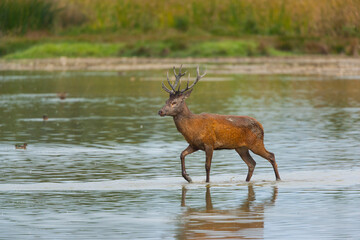 RED DEER - CIERVO COMUN O ROJO (Cervus elaphus)