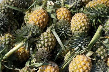 A lot of a pineapples harvested from plantations to preparing for sell.