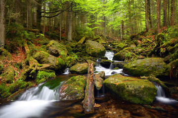 Creek ( Cerny potok ) in the National park Sumava,Czechia. 
Mountain stream flowing through the spring forest. 