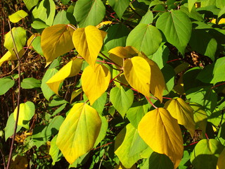黄葉のアカメガシワの葉