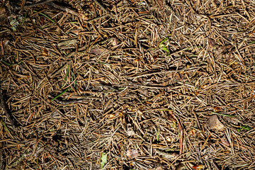 Natural forest ground