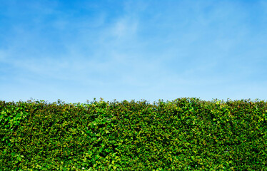 Garden hedge and blue sky
