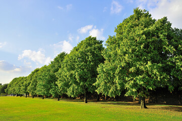 Line of trees in a park