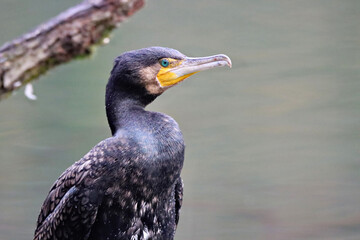 Cormorant