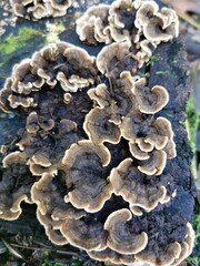 Trametes versicolor, hub, mushrooms growing in a large group on a tree stump.
