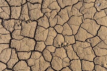 Small animal footprints on cracked dry dehydrated soil (Close-up)