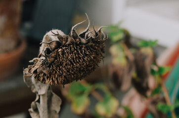 Sonnenblume vertrocknet