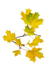Autumn branch with yellow maple leaves isolated on a white background.