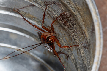 The brown cockroach foraging in old milk cans.