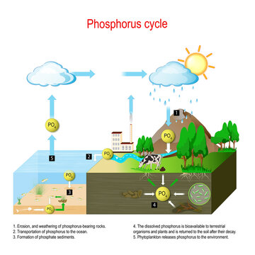 Phosphorus cycle. biogeochemical cycle.