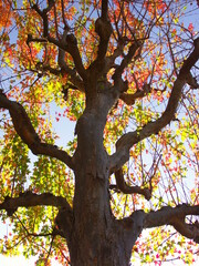 黄葉のトウカエデと冬の青空