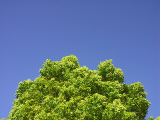 大木の樟と冬の青空