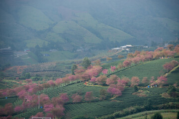 Fototapeta na wymiar Beautiful cherry flowers bloom in tea hill in Sapa, Vietnam