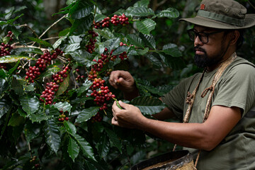 The motion of hand farmer picking red coffee bean in coffee process agriculture background