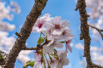 見頃を迎えた桜と青い空