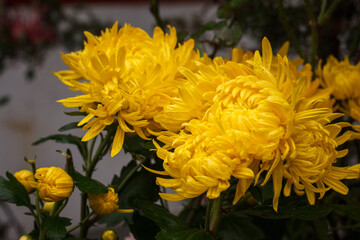 Obraz premium Yellow chrysanthemums with raindrops in garden. Small depth of field