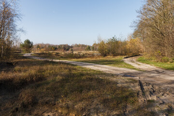Dirt road through the autumn forest in sunny weather. Autumn landscape