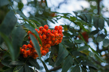 Red rowan berries on a branch. (Sorbus aucuparia)