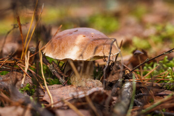 White mushroom in the forest. (Boletus edulis). Small depth of field.