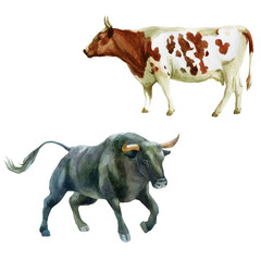 Watercolor illustration, bull and cow. The symbol of the new year, animals on the farm. Watercolor drawing.