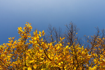 View of the tree crown with yellow leaves on a background of blue sky. Bottom view