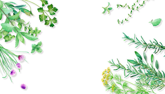 テーブルに置いたいろいろなハーブの俯瞰 水彩イラストフレーム背景 影あり Stock Illustration Adobe Stock