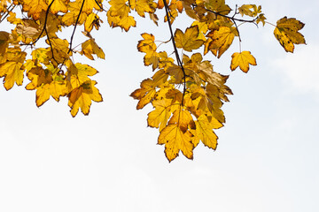 Yellow maple leaves in sunlight