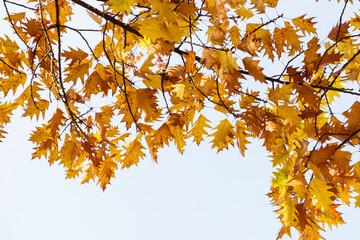 Maple branch with yellow leaves. Bottom view. Small depth of field