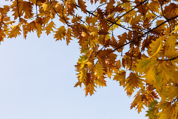 Maple branch with yellow leaves. Bottom view. Small depth of field