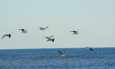 seagulls on the beach